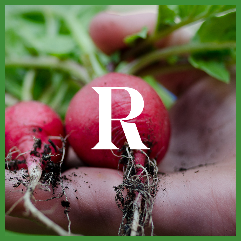 The Radish